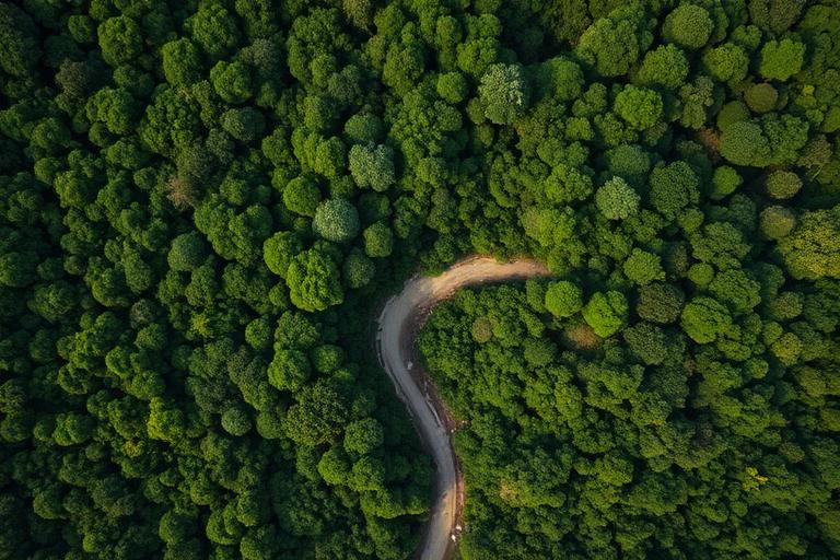 Dense forest landscape supporting nature-based carbon projects